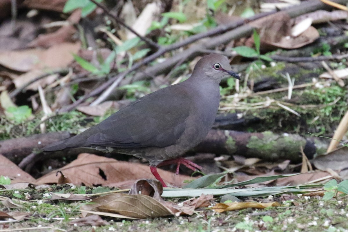 Gray-chested Dove - ML190115221