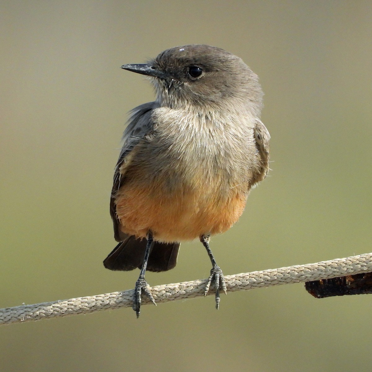 Say's Phoebe - Peter Jungblut
