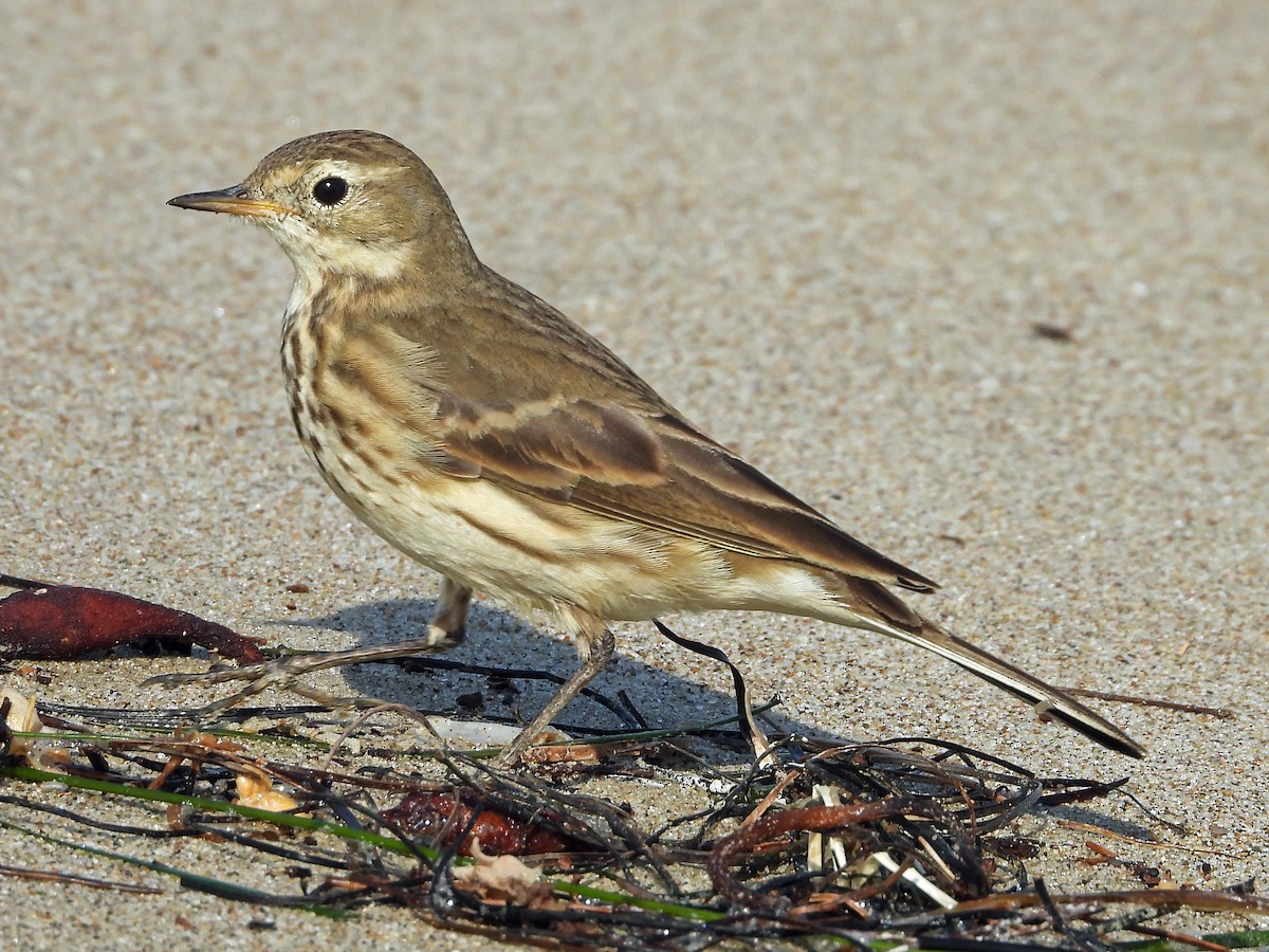 American Pipit - Peter Jungblut