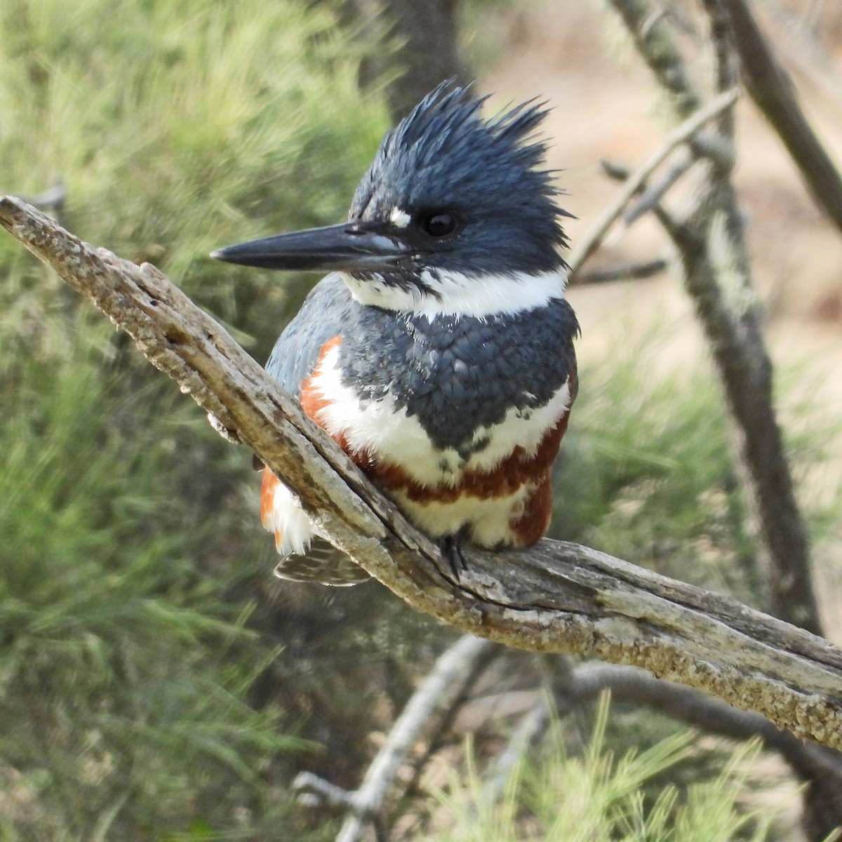 Belted Kingfisher - Peter Jungblut