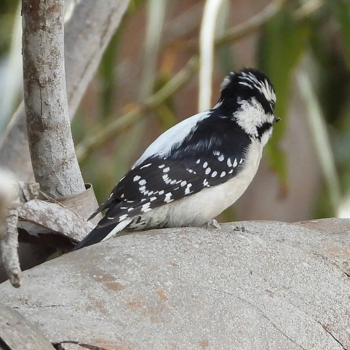 Downy Woodpecker - ML190118471