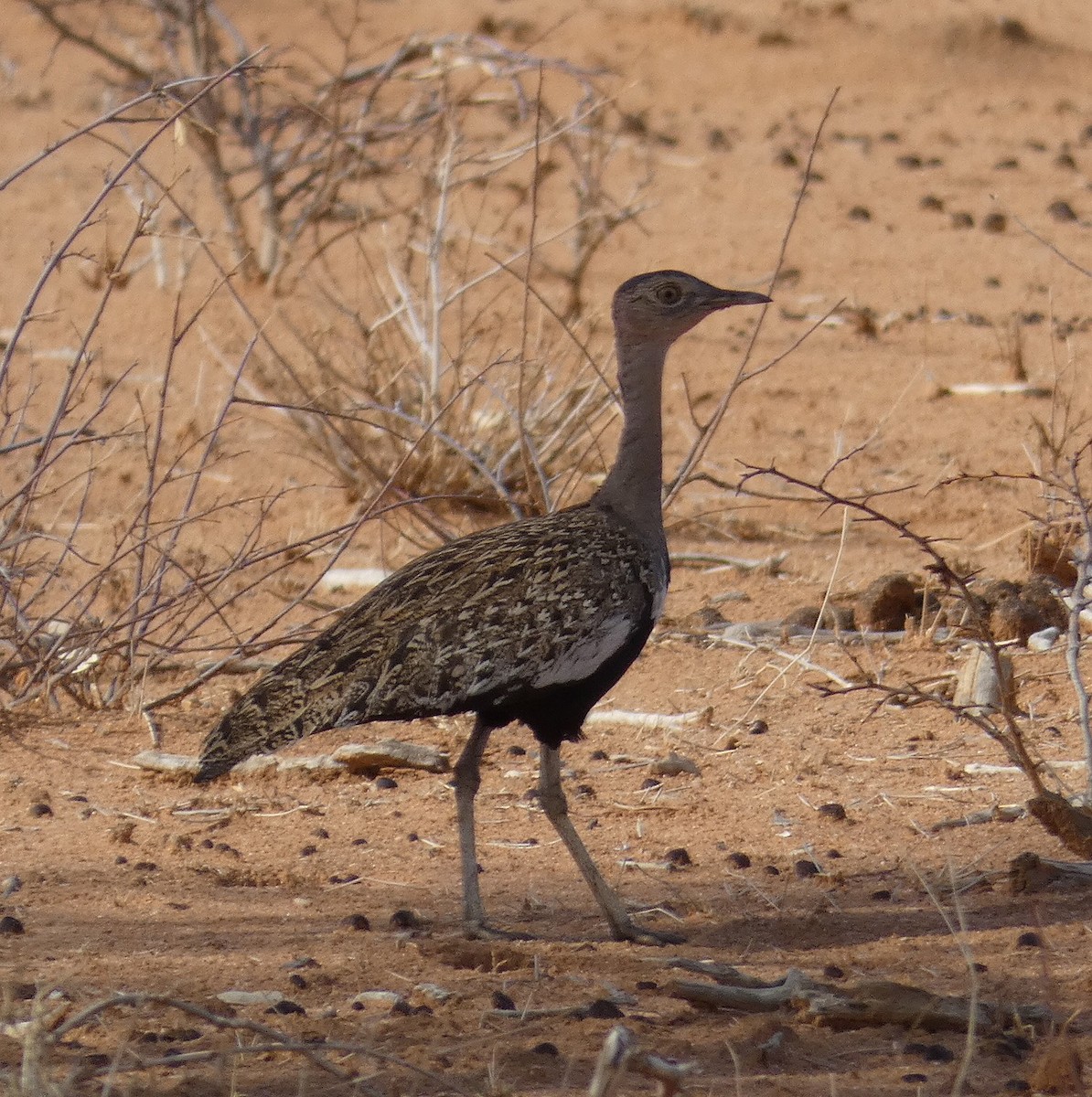 Red-crested Bustard - ML190124261