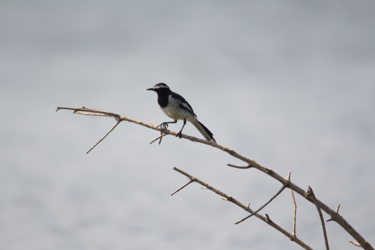White-browed Wagtail - ML190124511
