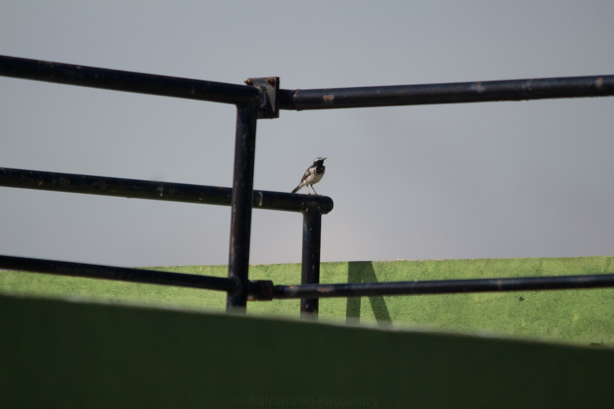 White-browed Wagtail - ML190124521