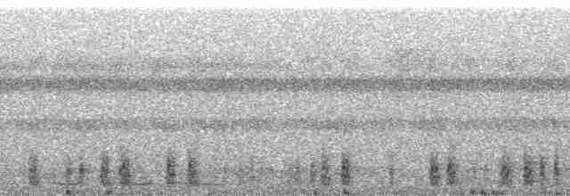 Musician Wren (Gray-eared) - ML190127