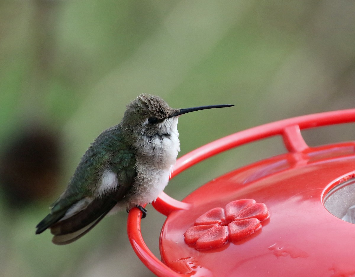Black-chinned Hummingbird - ML190128591