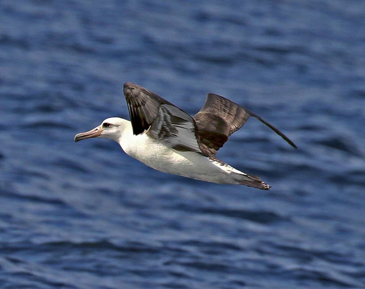 Laysan Albatross - Kat Byrd