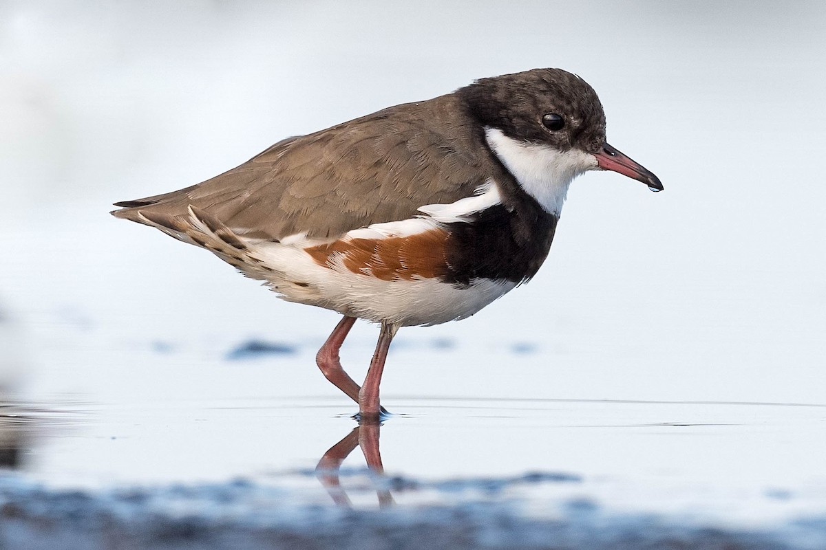 Red-kneed Dotterel - ML190130721