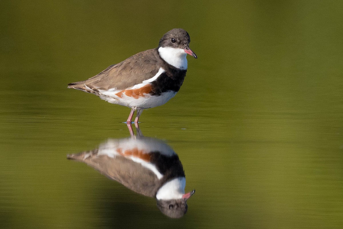 Red-kneed Dotterel - ML190131011