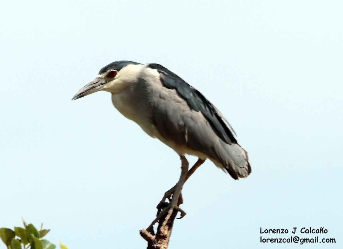 Black-crowned Night Heron - ML190131871