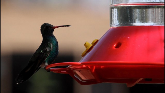 Broad-billed Hummingbird - ML190137151