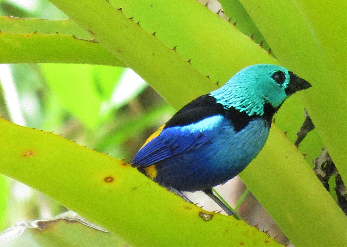 Seven-colored Tanager - ML190137301