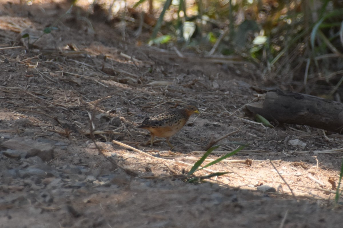Red-backed Buttonquail - ML190138051