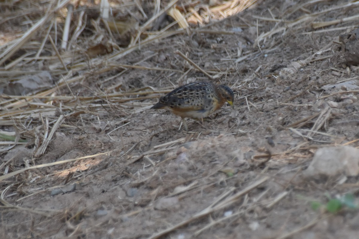 Red-backed Buttonquail - ML190138061
