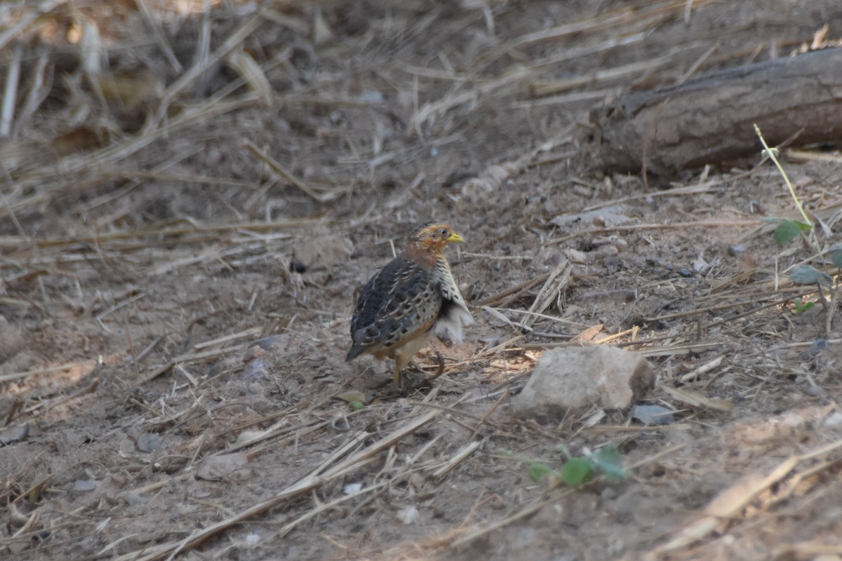 Red-backed Buttonquail - ML190138091