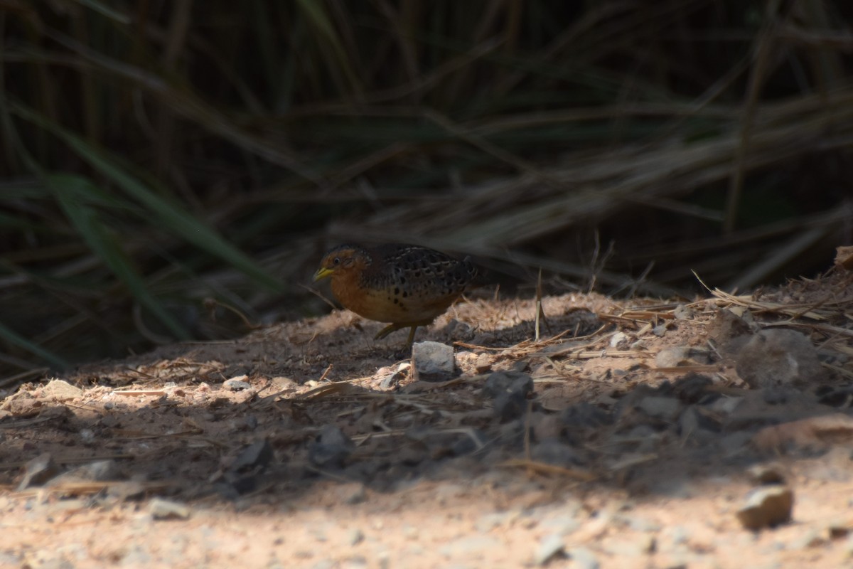 Red-backed Buttonquail - ML190138111