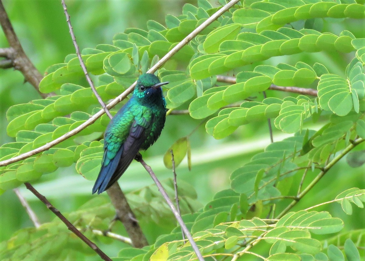 kolibřík modrobradý - ML190138251