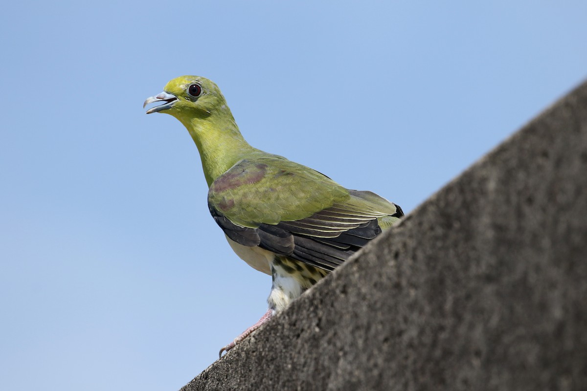 ML190138371 Whitebellied GreenPigeon Macaulay Library