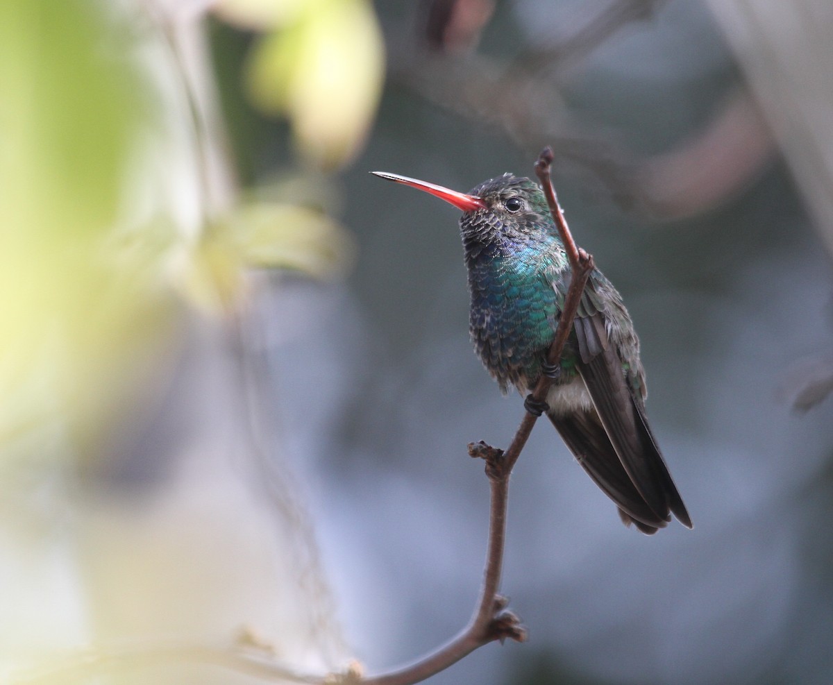 Broad-billed Hummingbird - ML190141861