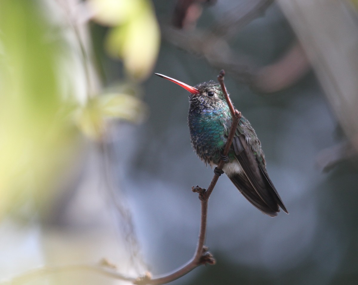 Broad-billed Hummingbird - ML190141901