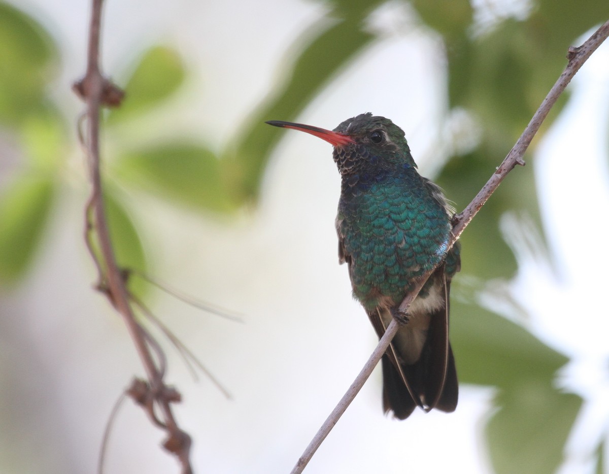 Broad-billed Hummingbird - Sarah Dzielski