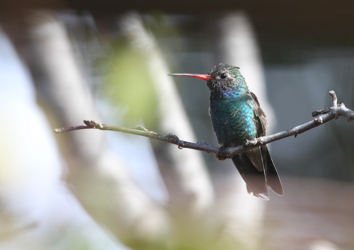 Broad-billed Hummingbird - Sarah Dzielski