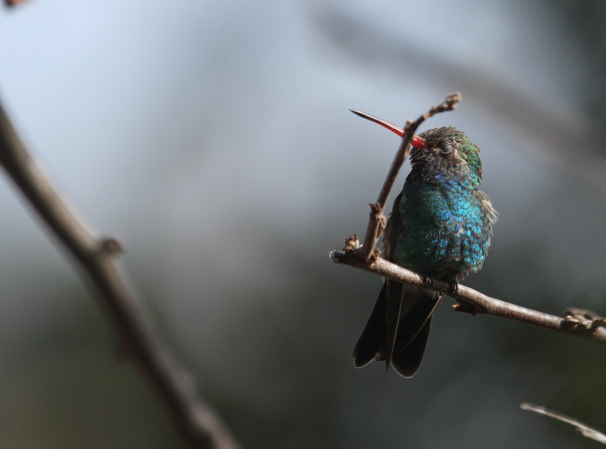 Broad-billed Hummingbird - ML190141971