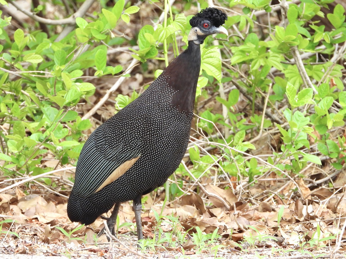 Southern Crested Guineafowl - GARY DOUGLAS