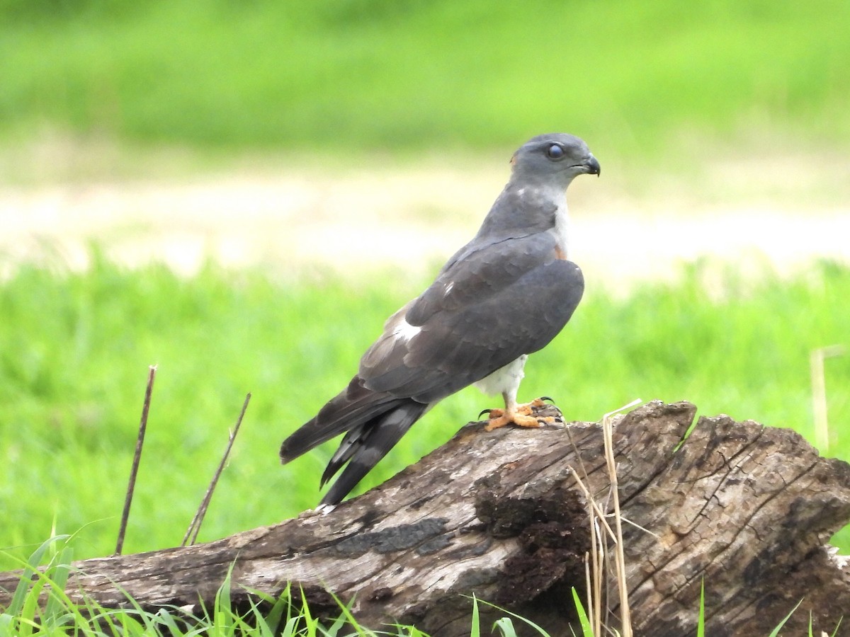 African Cuckoo-Hawk - ML190145261