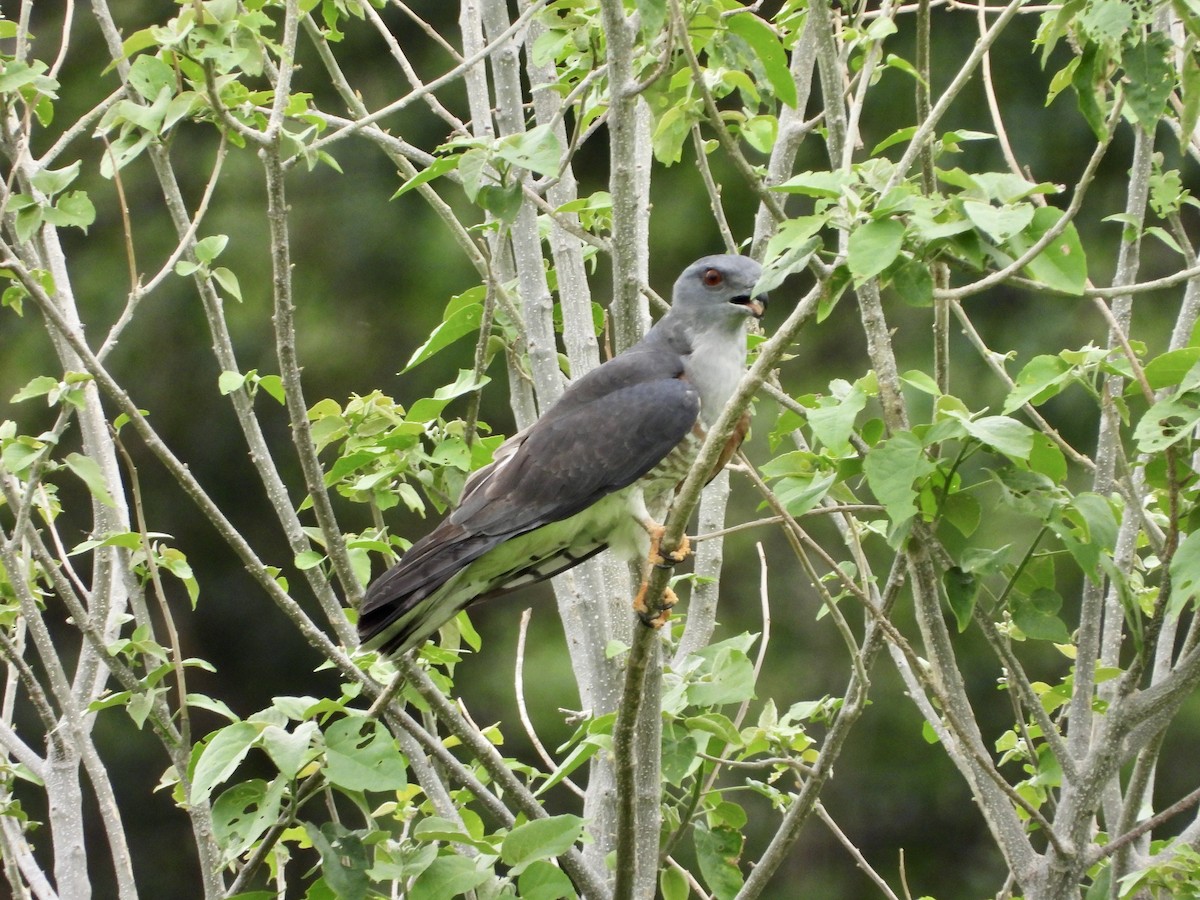 African Cuckoo-Hawk - GARY DOUGLAS