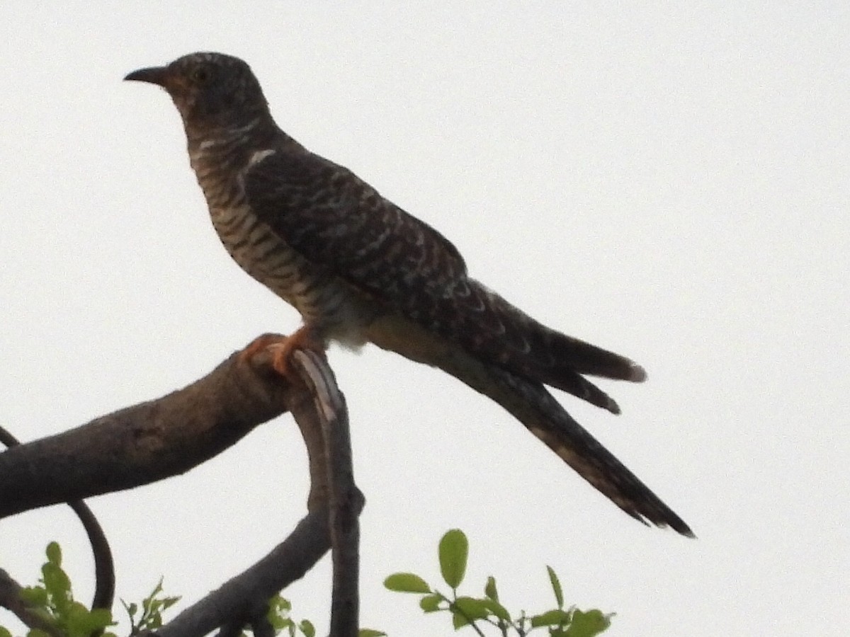 Common Cuckoo - ML190147361