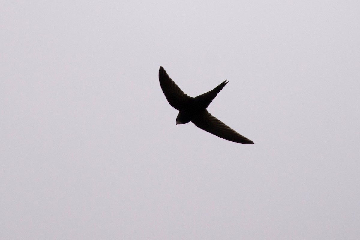 Common Swift - Brian Carruthers
