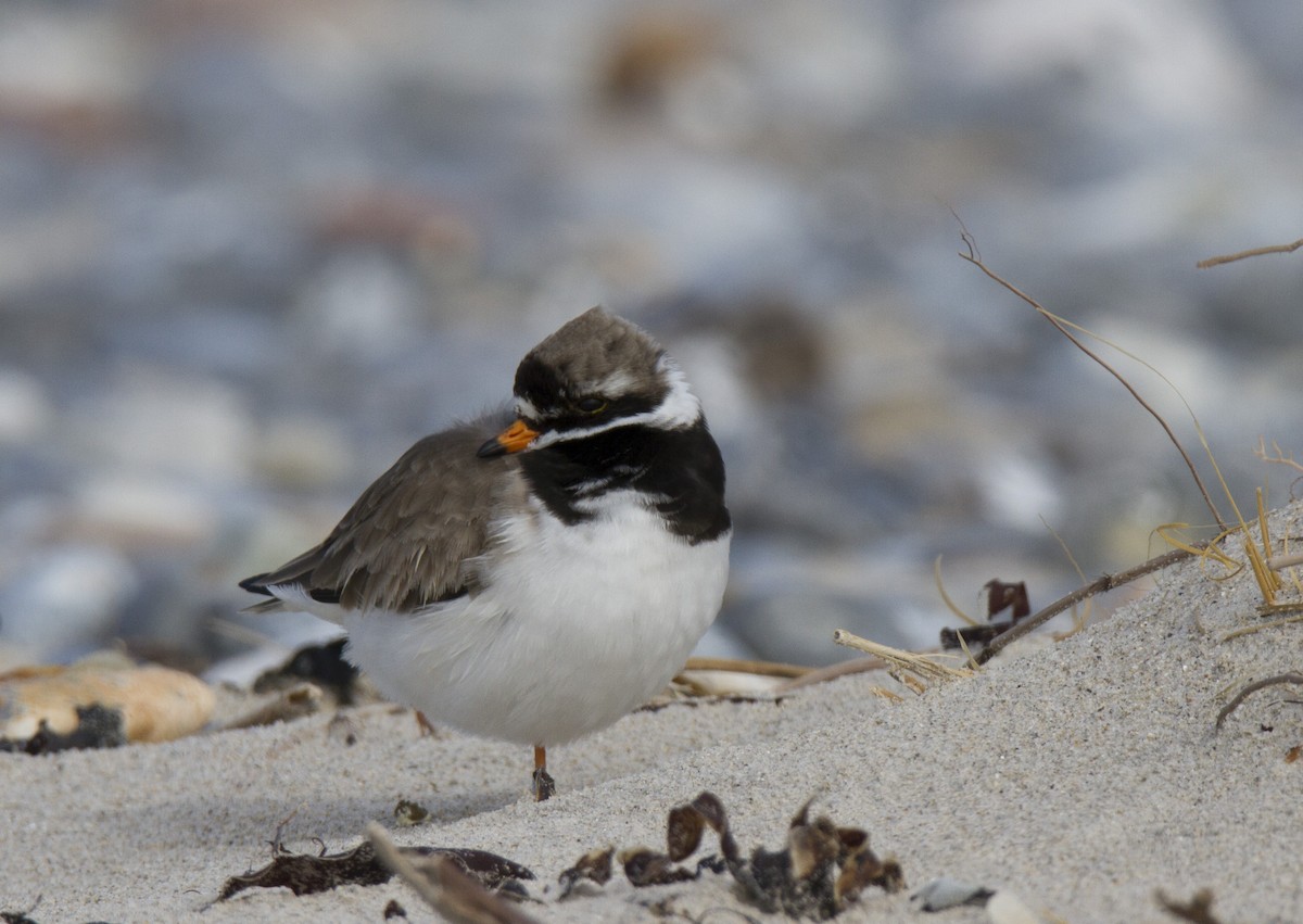 Common Ringed Plover - ML190150701