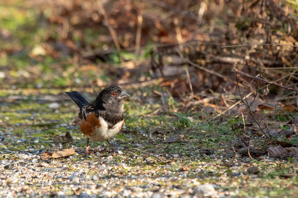 Spotted Towhee - ML190153511