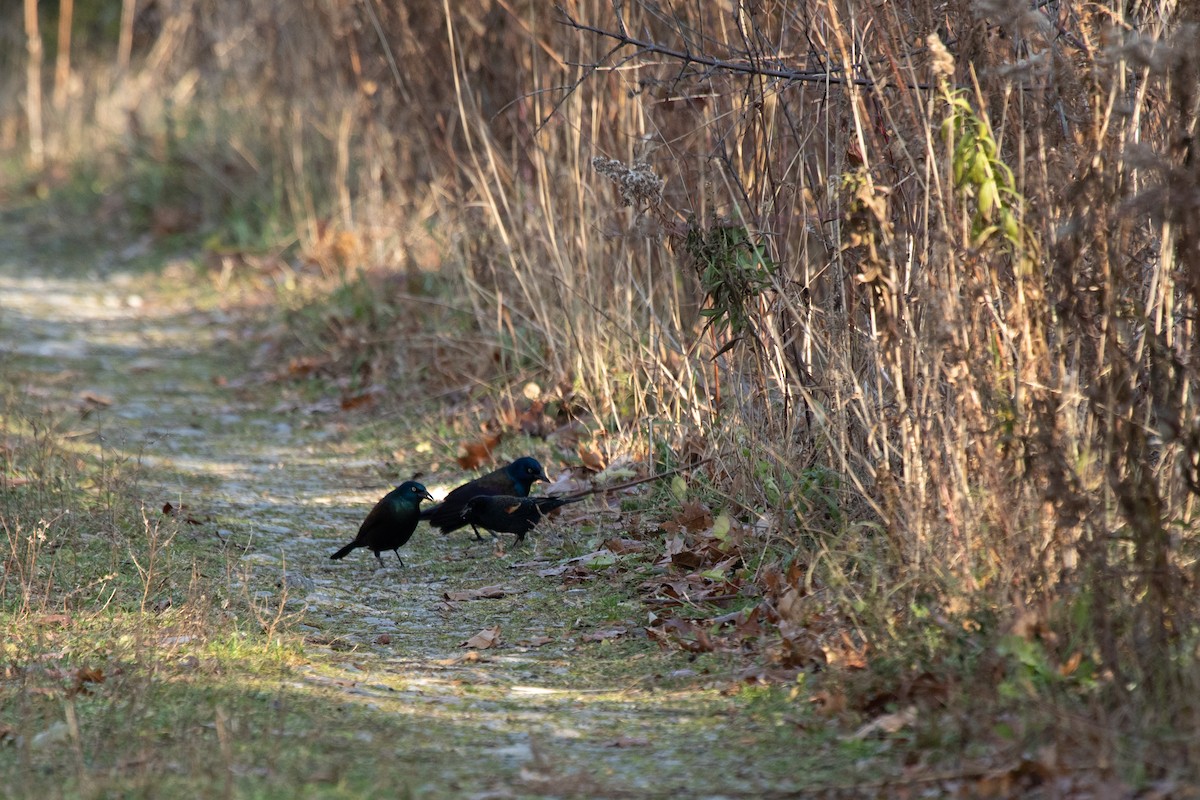 Red-winged Blackbird (Red-winged) - ML190154581