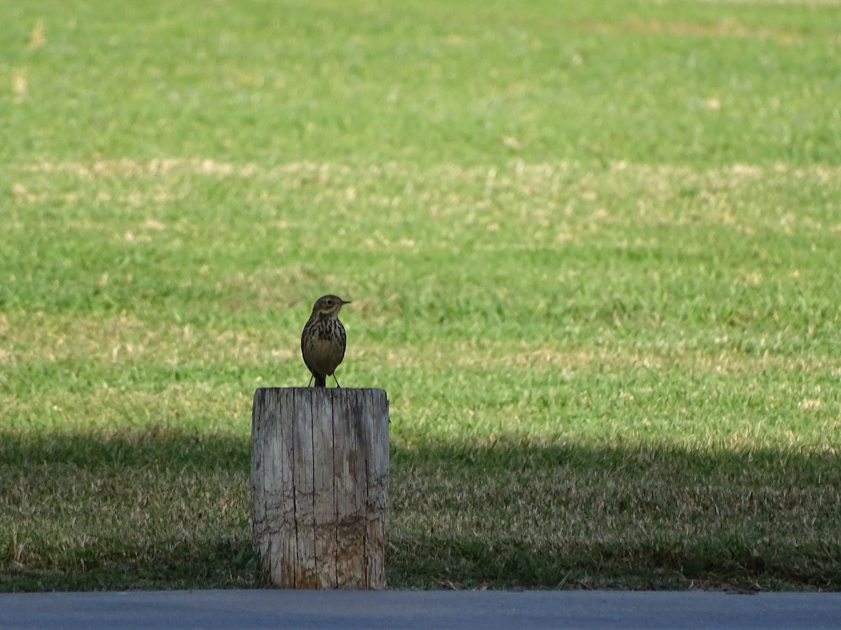 Meadow Pipit - ML190154891