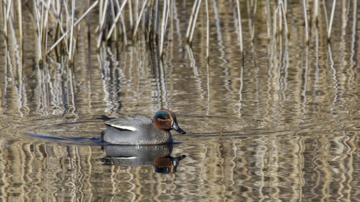 Green-winged Teal - ML190155371