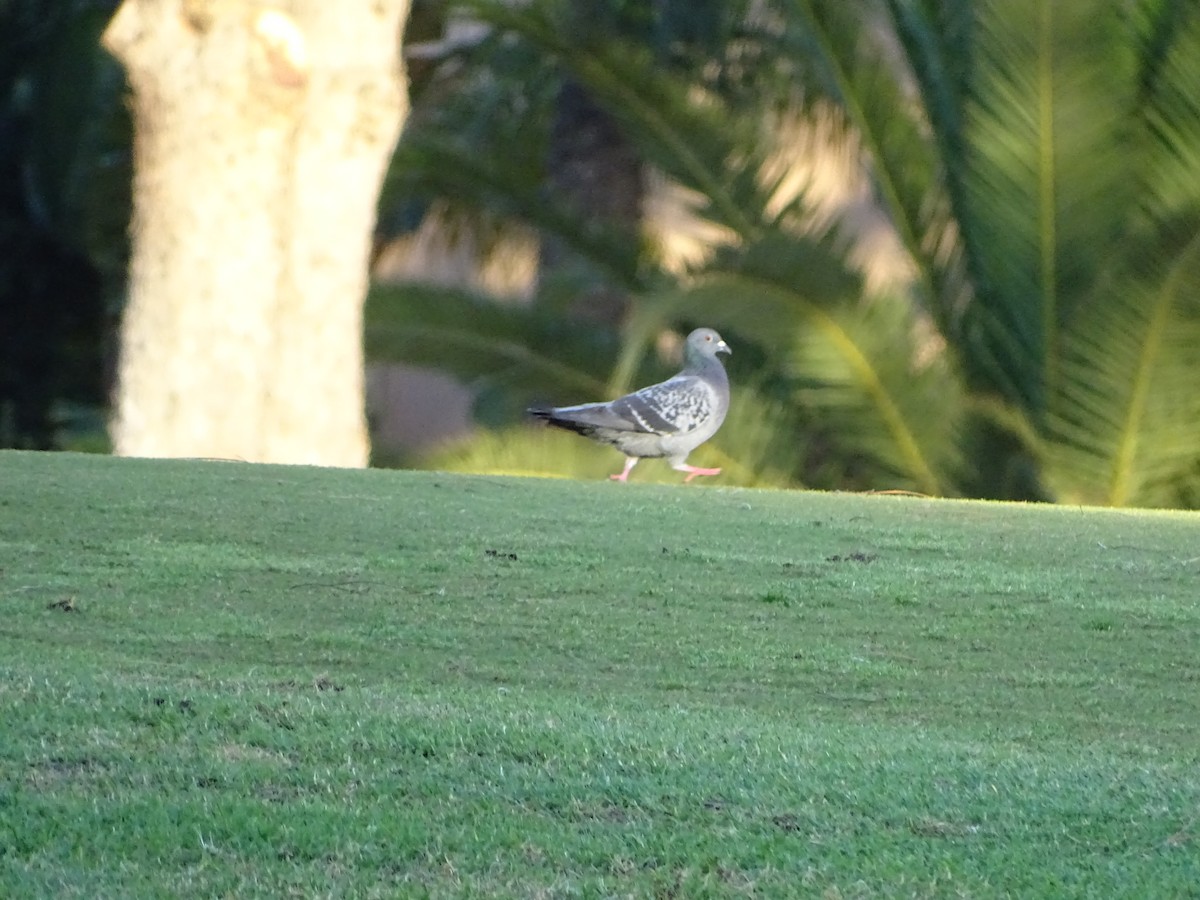 Rock Pigeon (Feral Pigeon) - António Cotão
