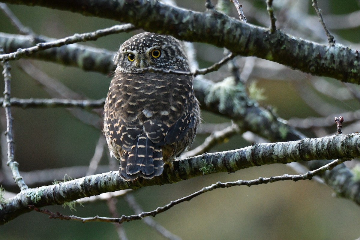 Collared Owlet - ML190159631