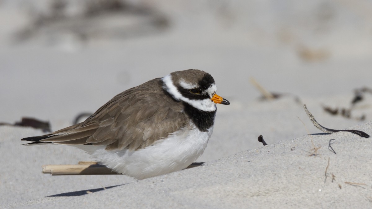 Common Ringed Plover - ML190160051