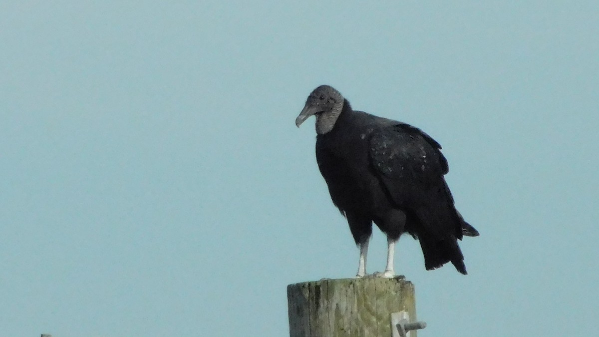 Black Vulture - John  Paalvast