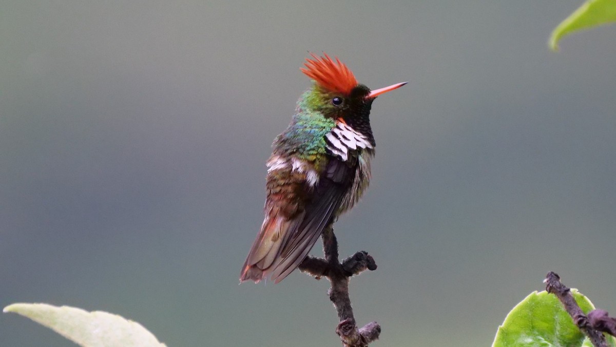 Frilled Coquette - Mike Grant