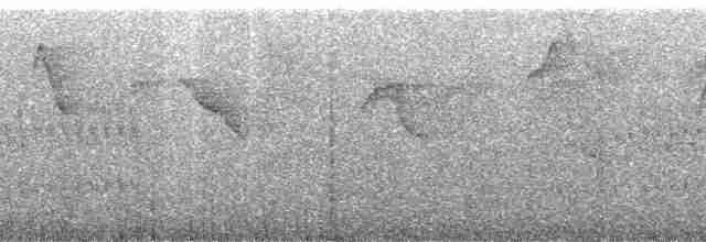 Черногорлый колибри-отшельник - ML190164