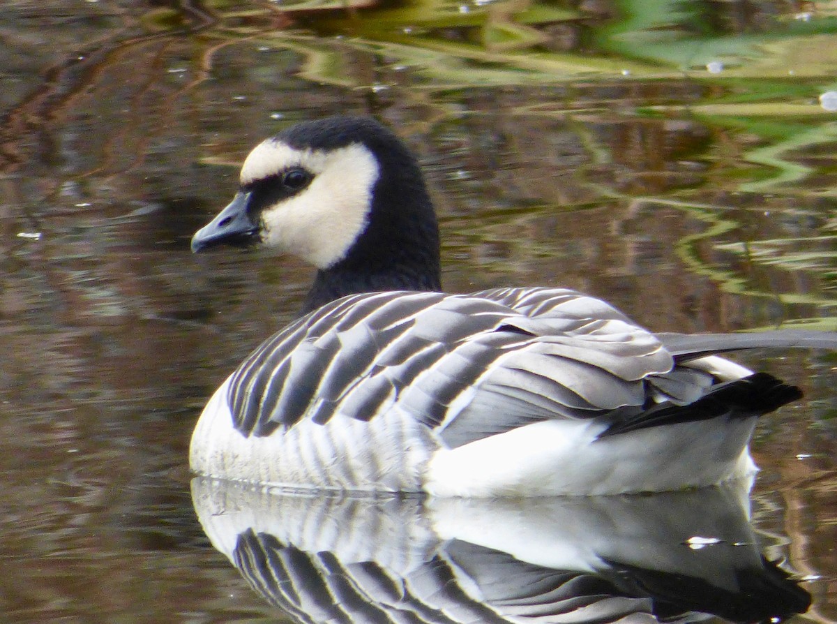 Barnacle Goose - Mary  McMahon