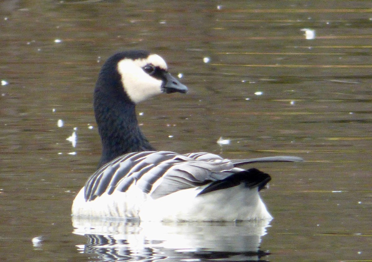 Barnacle Goose - Mary  McMahon