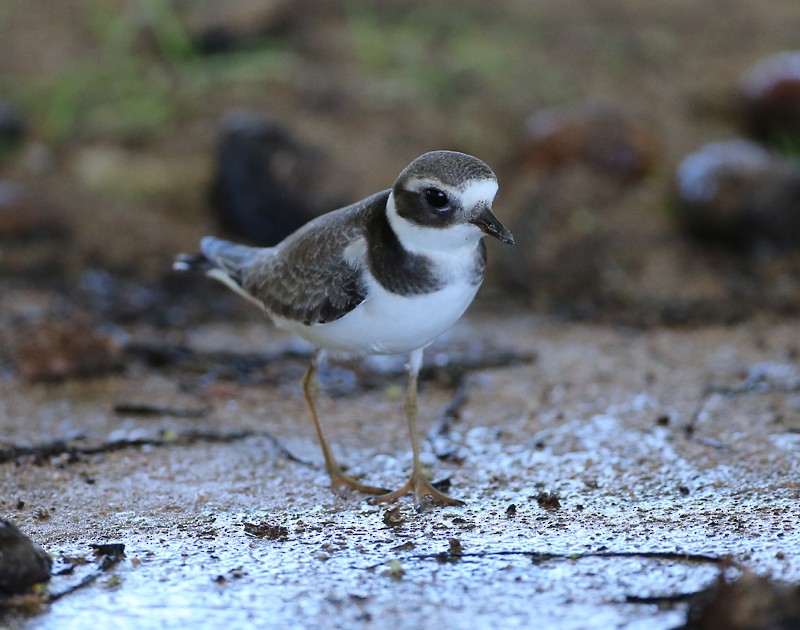 Common Ringed Plover - ML190170141