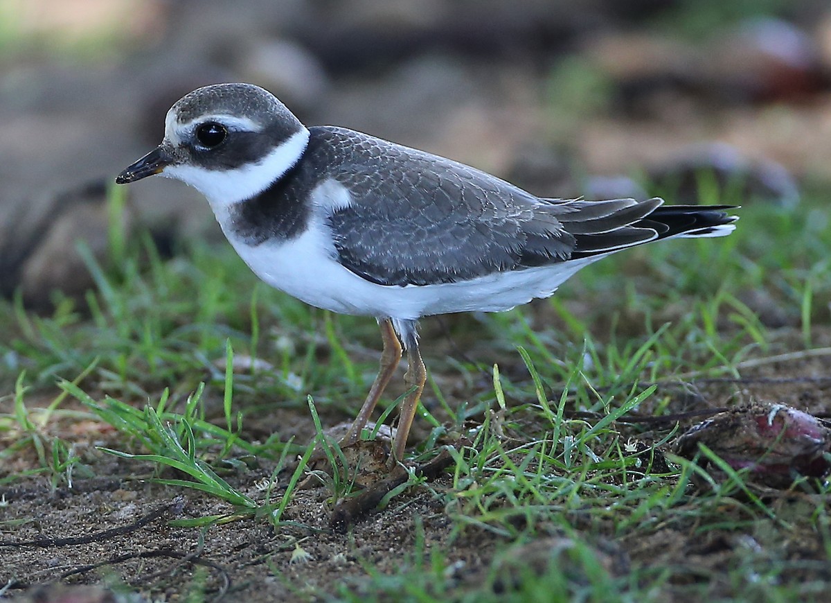 Common Ringed Plover - ML190170151