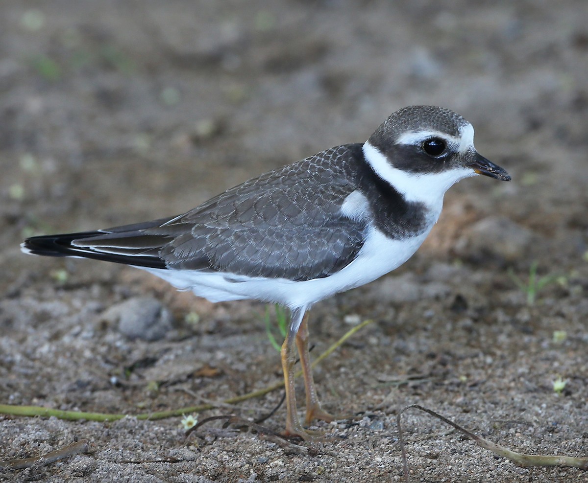 Common Ringed Plover - ML190170161