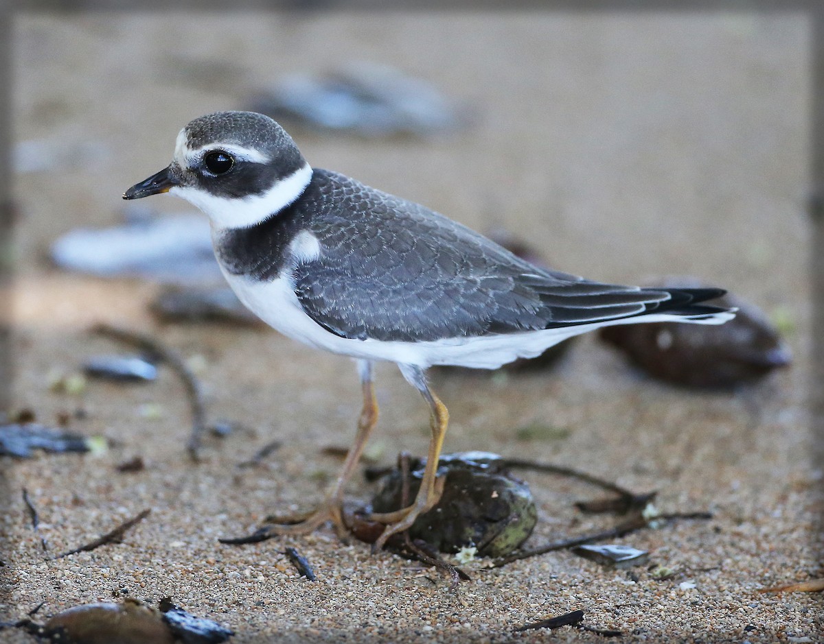 Common Ringed Plover - ML190170191