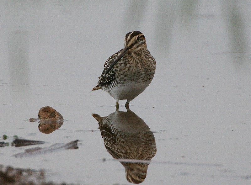 Common Snipe - Michael Walther